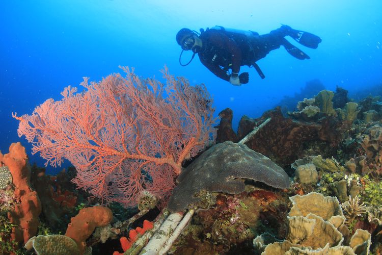 Kompetisi Fotografi Bawah Air atau Underwater Photography Competition bertajuk ?Explore Soasio Tongowai? di perairan Kepulauan Tidore, Maluku Utara. 