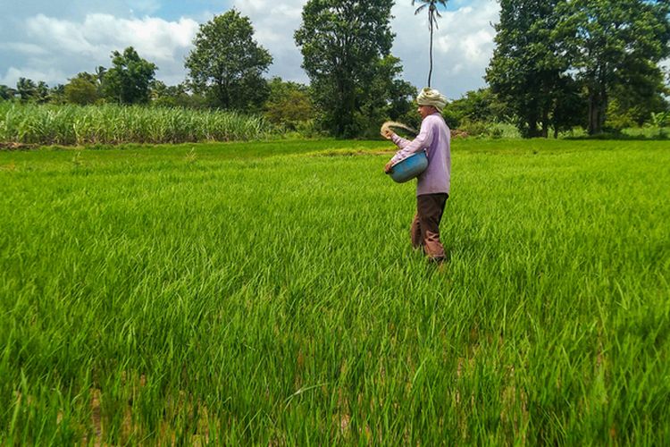 Ilustrasi petani sedang memupuk tanaman padi