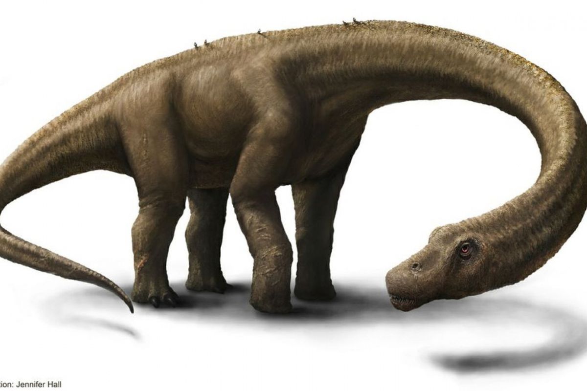 Ini adalah Dreadnoughtus schrani, satu-satunya dinosaurus supermasif yang ditemukan tulang paha dan tulang humerusnya. Penghitungan kedua tulang itu menyebutnya sebagai dinosaurus terbesar. Tapi Argentinosaurus mungkin adalah dinosaurus terberat.