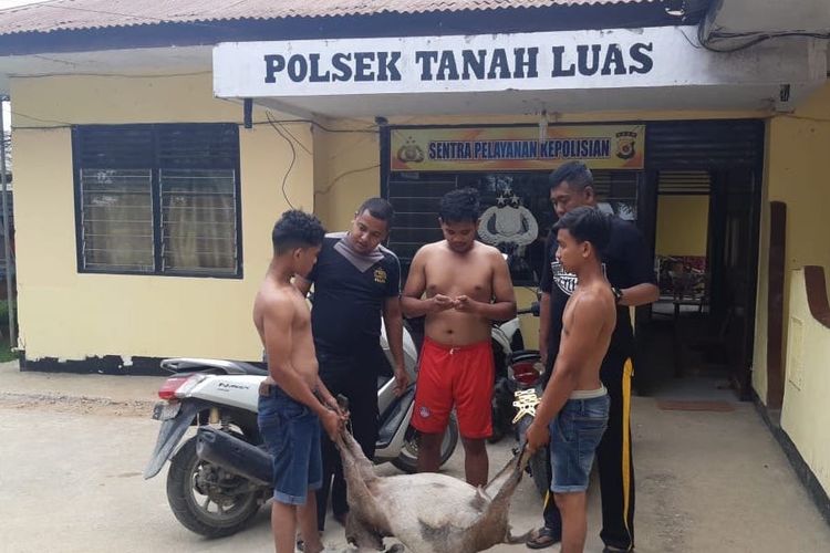 Polisi memperlihatkan tiga tersangka pencuri kambing di Mapolsek Tanah Luas, Aceh Utara, Minggu (8/3/2020)