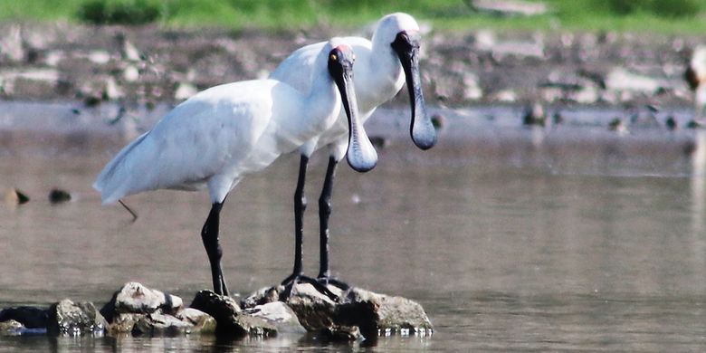 Menghilang 155 Tahun Ibis Sendok Raja Kembali Terlihat Di