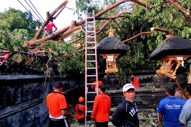 Petugas mengevakuasi material pohon tumbang yang menimpa Pura Dalem Desa Adat Kerobokan, Kecamatan Sawan, Kabupaten Buleleng, Provinsi Bali.