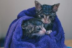 3 Penyakit yang Mengintai Kucing saat Musim Hujan