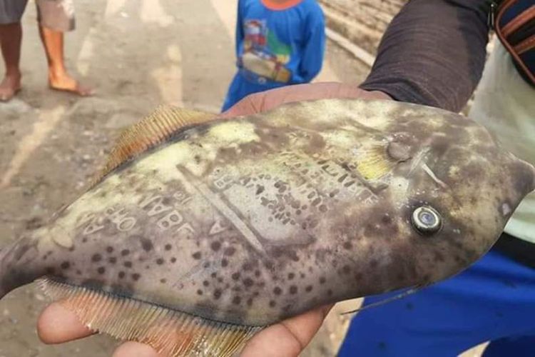 Seekor ikan dengan tuliskan kata-kata aneh di bagian tubuh ditemukan nelayan di Dusun Tanah Goyang, Kecamatan Huamual, Kabupaten Seram Bagian Barat, Maluku, Senin (21/10/2019)