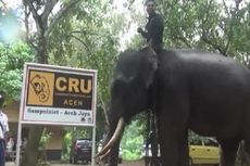 Empat Gajah Jinak Dikembalikan ke Sampoiniet untuk Amankan Warga