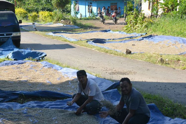 Kopi yang sedang dijemur di Kampung Pelus, Kecamatan Pocoranaka, Kabupaten Manggarai Timur, Flores, Nusa Tenggara Timur. 