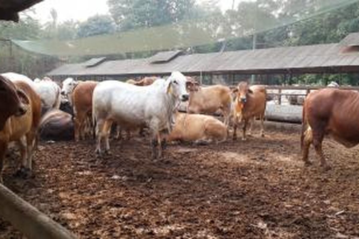 Tempat penggemukan sapi di Cileungsi, Bogor, Jawa Barat.