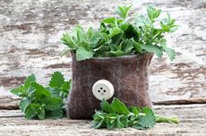 Cara Menanam Catnip di Pot, Tanaman Herbal yang Kaya Manfaat
