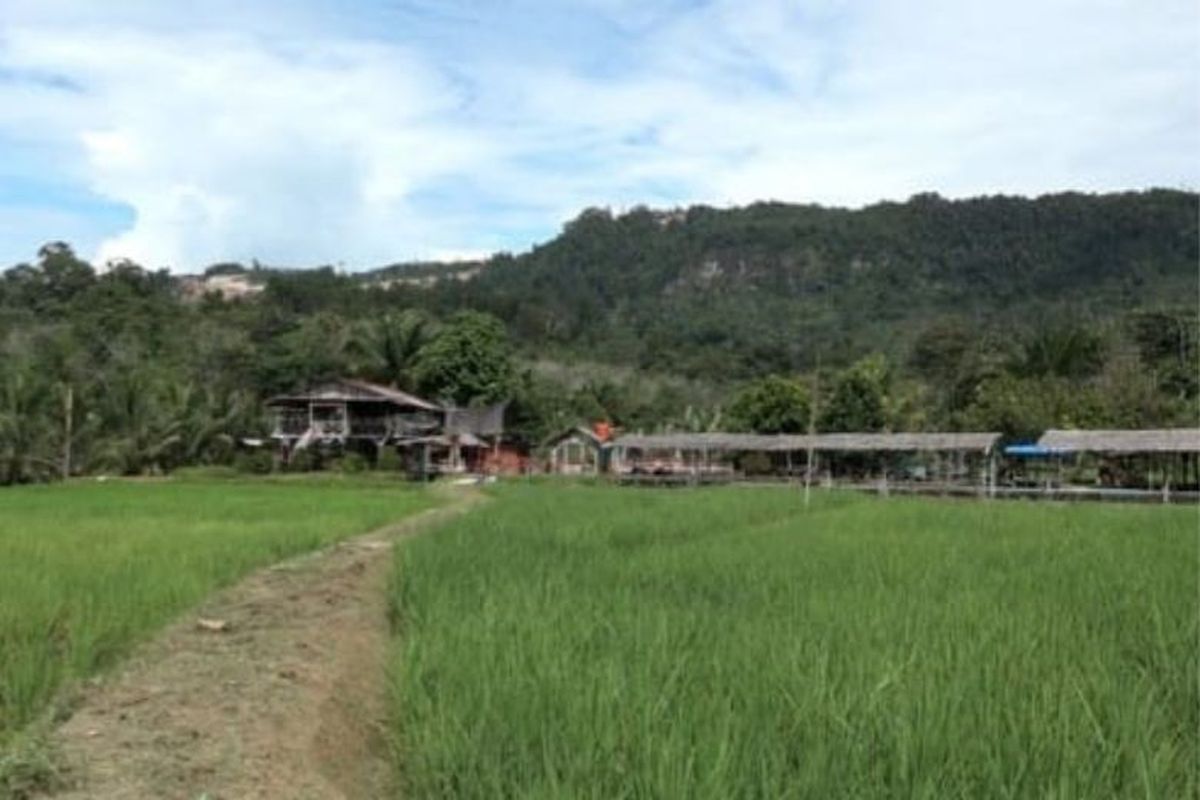 Hamparan lahan pertanian Aek Pahu di Desa Napa, Kecamatan Batang Toru, Sumatera Utara yang bersebelahan dengan tambang emas Martabe. Lahan yang menerapkan budi daya pertanian organik ini menghasilkan panen padi 3 ton per hektare. 

