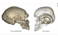Bentuk Tengkorak Bisa Jadi Pertanda Anda Keturunan Neanderthal