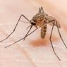 WHO Sebut China Resmi Bebas dari Malaria