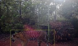Kearifan Lokal sebagai Jembatan Koeksistensi Manusia dan Harimau Sumatra