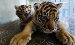 2 Bayi Harimau Sumatera Lahir di Kebun Binatang Perancis, Dinamai Rimba dan Toba