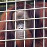 5 Orangutan di Kalteng Dilepasliarkan, Intip Cerita Unik di Baliknya