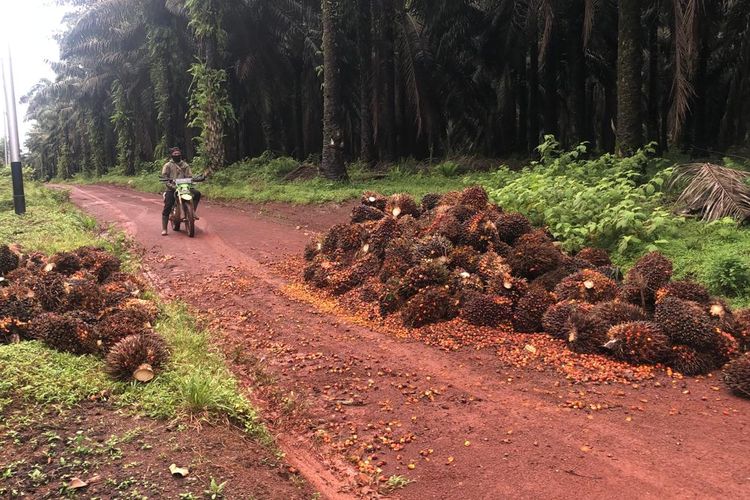 Barang bukti buah sawit yang sebelumnya dicuri pelaku yang merupakan mantan Anggota DPRD Tanah Laut Kalsel. 