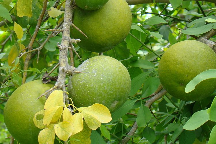 Ilustrasi buah maja.