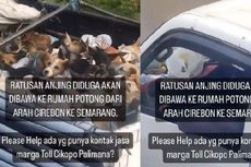 Video Viral Ratusan Anjing Diduga Dibawa ke Rumah Pemotongan Hewan, Ini Kata Animal Hope Shelter