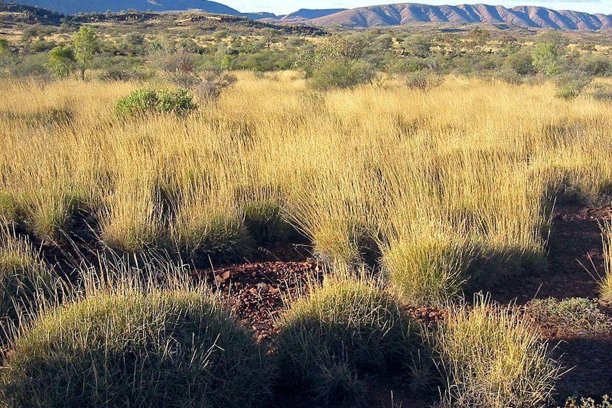 Rumput di Australia yang memiliki rasa asin dan asam