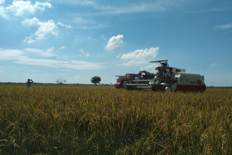 Menteri Pertanian Syahrul Yasin Limpo saat melakukan panen raya di Desa Telarsari, Kecamatan Jatisari, Kabupaten Karawang, Jumat (2/4/2021).