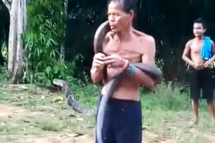 Tangkapan layar video atraksi Norjani dengan ular king kobra sepanjang 5 meter di Desa Pak Utan, Kecamatan Toho, Kabupaten Mempawah, Kalimantan Barat, Sabtu (25/1/2020).