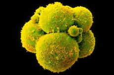 Pertama di Dunia, Peneliti Ciptakan Struktur seperti Embrio Manusia Sintetis Tanpa Sel Telur dan Sperma