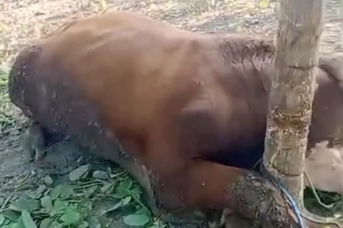 Sapi yang mati sebelum disembelih untuk kurban di Kalurahan Dengok, Kapanewon Playen, Gunungkidul, DI Yogyakarta. Senin (17/6/2024)