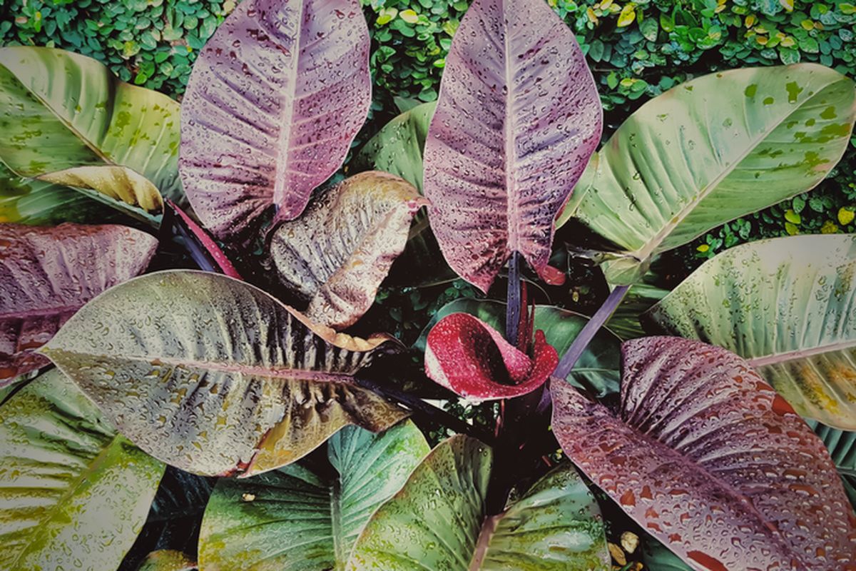 Ilustrasi tanaman hias Philodendron black cardinal. 