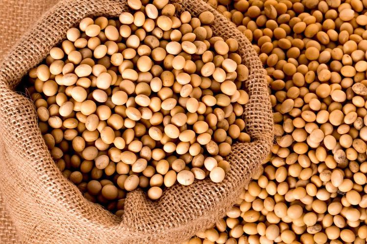 Ilustrasi kedelai.