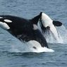 Kisah Lolita, Orca yang Akhirnya Bebas Setelah 65 Tahun Terkurung di Akuarium Florida