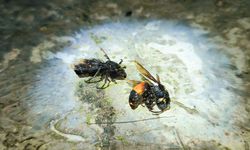 Jangan Pukul Saat Bertemu Tawon, Ini Bahaya dan Cara Mengusirnya