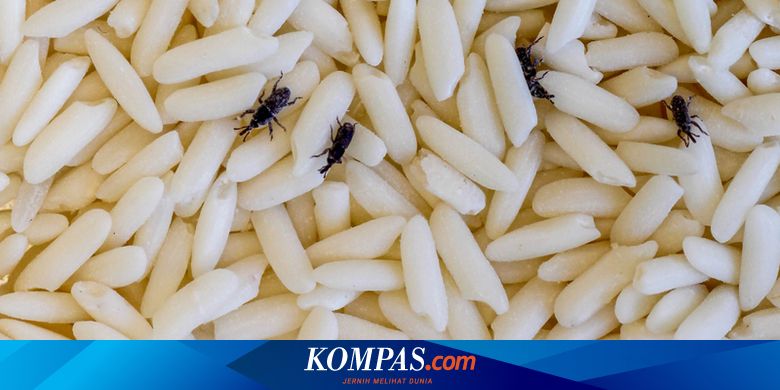 7 Cara Mudah Mencegah dan Membasmi Kutu Beras