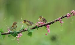 Populasi Burung Dunia Menyusut 61 Persen, Krisis Sudah di Depan Mata