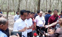 Menakar Proyeksi Pemerintah untuk Menekan Harga Karet