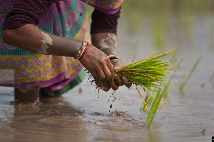 Seorang perempuan India menanam kembali bibit padi di sawah di pinggiran Gauhati, India, 30 Januari 2018.