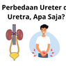 3 Perbedaan Ureter dan Uretra, Apa Saja?