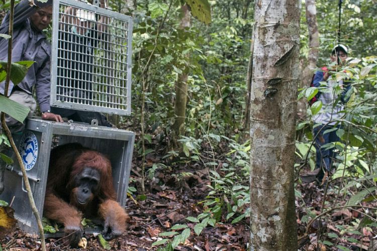 Proses pelepasliaran tiga Orangutan yang dilakukan IAR Indonesia bersama BKSDA Kalbar di kawasan Taman Nasional Gunung Palung, Ketapang (22/2/2017)