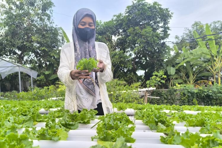 Warga Pamekasan membuat kebun selada yang asri dan segar dari halaman rumahnya. Simak ceritanya!