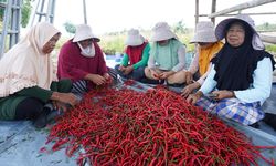 7 Kelompok Tani Panen Cabai, Amankan Pangan Natal dan Tahun Baru Bangka Tengah