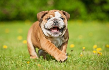 Kenali, Ini Bedanya Anjing French Bulldog dan English Bulldog