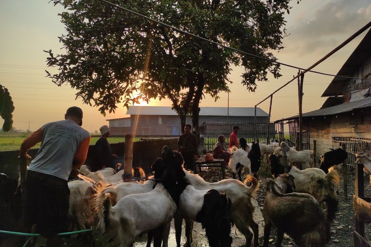 Nur Hadi pengasuh kambing kandang H.Malik di Desa Ngaluran, Kecamatan Karanganyar, Demak nampak memandikan puluhan kambing yang baru didatangkan ke kandang, Kamis (6/6/2024) sore. (KOMPAS.COM/NUR ZAIDI)