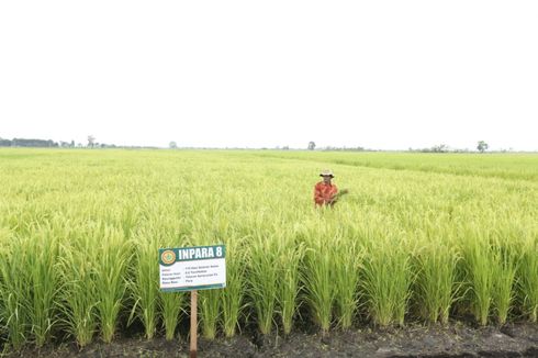 Sawah di Lampung Selatan Tetap Terairi Berkat Irigasi Tersier