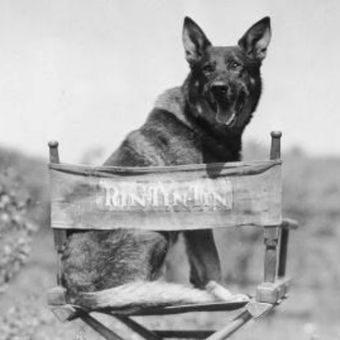 Rin Tin Tin. (Silver Screenings)