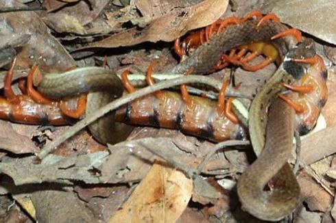 Sial dan Mengenaskan, Ular Dimakan Lipan Raksasa Berbisa Saat Bertelur