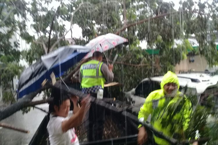 Sebuah pohon tumbang dan menimpa tiga buah mobil di Jalan Said Perintah Kota Ambon, Rabu (30/5/2018).