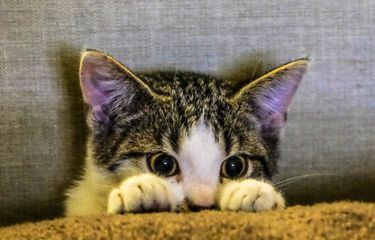 Ilustrasi kucing. Bisakah kucing menangis seperti manusia?
