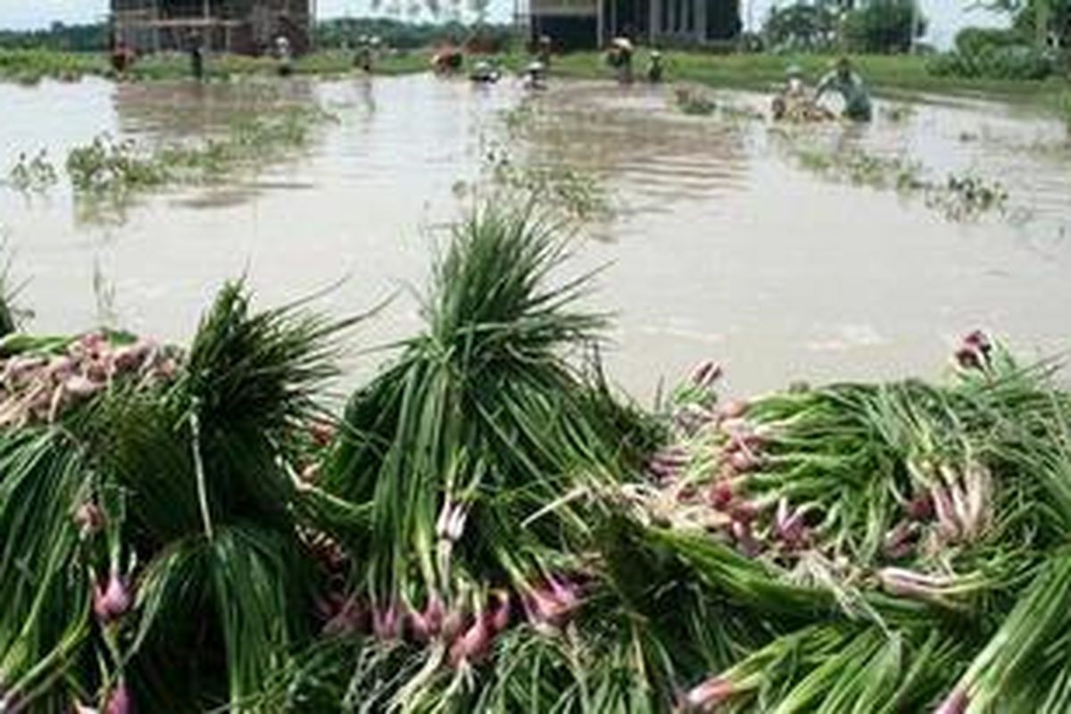 Para petani menyelamatkan tanaman bawang merah berusia 45-50 hari yang terendam banjir di Kecamatan Wanasari, Brebes, Jawa Tengah, Minggu (23/11/2009). Ribuan petani bakal merugi belasan miliar rupiah dan kehilangan stok benih bawang merah untuk musim tanam tahun 2009. Ini akibat membusuknya ratusan hektar tanaman bawang merah yang terendam banjir pada Sabtu (22/11/2009) lalu. 