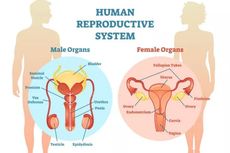 Sistem Reproduksi Manusia