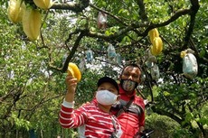 Taman Buah Mekarsari Buka Lagi, Keliling Kebun Pakai Mobil Sendiri