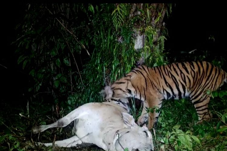 Tangkapan layar video penampakan harimau sumatera memangsa bangkai sapi di Tangkahan, Langkat.