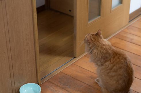 Bukan Melihat Hantu, Ini Alasan Kucing Menatap Dinding Kosong di Malam Hari